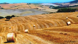 Campi-mietuti-in-val-dorcia-BORGHY52